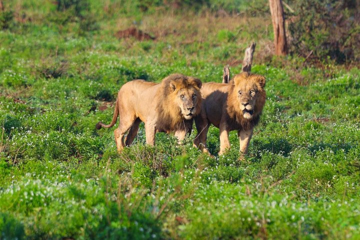 Half-day Lion park safari - Photo 1 of 4